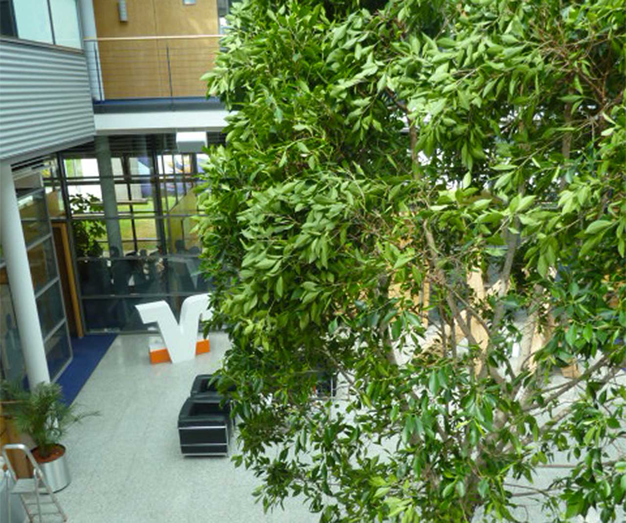 Sattes Grün und eine malerische Ficus Nitida Krone belebt die Bankfiliale in Bautzen