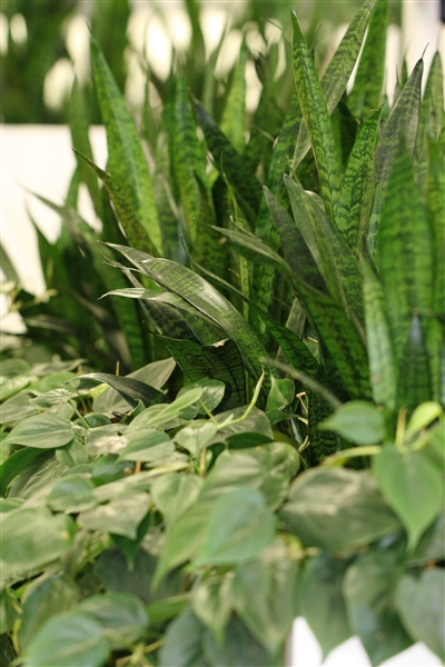 Zimmerpflanzen verbessern Luftfeuchtigkeit