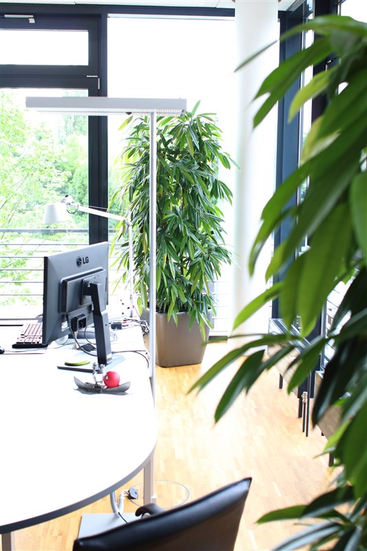 Üppiger Ficus mit frischen grünen Blättern als Hydrokultur im Büro