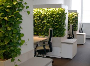 Arbeitsplätze mit Pflanzenwände als Trennwand. Platzsparend und innovativ